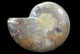 Agatized Ammonite Fossil (Half) #78403-1